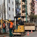 In viale Federico II a Terlizzi piantati venti peri ornamentali