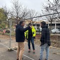 Erbacce in largo Torino, l'assessore Berardi risponde al consigliere Barione