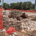 Puliamo Terlizzi si interroga sulla sorte degli ulivi lungo il nuovo estramurale