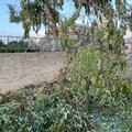 Tromba d'aria a Terlizzi, Minutillo ringrazia Polizia Locale e volontari