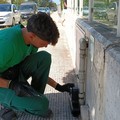 Interventi straordinari di derattizzazione a Terlizzi in via Giovanni Paolo II