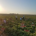 Stop al lavoro nei campi nelle ore più calde del giorno