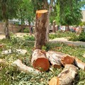 Legambiente torna all'attacco: a Terlizzi abbattuti più di venti alberi da inizio aprile