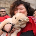 Questa sera benedizione degli animali e sagra in contrada Sant'Antonio