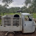 Furti di olive. In giro per le campagne di Terlizzi, caccia a due ladri