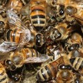 Allarme nidi d'api: segnalati sciami in via Piscina Nuova e  viale delle Mimose. Foto