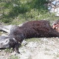 Carcassa di animale abbandonata a due passi dall'ospedale