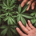 Cannabis, Coldiretti: «Bene controlli, stop speculazioni»
