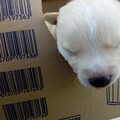 Cucciolata abbandonata in un cartone: cani trovati e salvati dal personale Asipu - FOTO