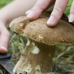 Due corsi di formazione per riconoscere le specie di funghi