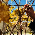 Un week-end da assaporare: enogastronomia e visite gratuite, ecco il programma completo