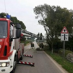 Pino di intralcio alla circolazione sulla S.P. Terlizzi-Ruvo