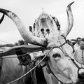 In aeroporto l'inaugurazione della mostra “Festa Maggiore Terlizzi-Comunità in Festa-In Spem Peregrinantes”