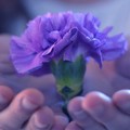  "Fiore di maggio ": la Caritas diocesana a supporto del settore florovivaistico di Terlizzi