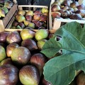 Inizia la raccolta del frutto prelibato: il fiorone Sant'Antonio e Menghtaur - REPORTAGE