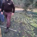 Furto di olive sventato dalle Guardie Campestri