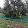 Arrivano le Guardie Campestri: ladri di olive in fuga a Terlizzi