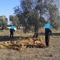 Non solo ladri di olive, anche clandestini: denunciati ed espulsi