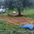 Sventato furto di 6 quintali di olive tra Bisceglie e Terlizzi