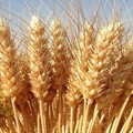 Prezzo del grano in caduta libera: la denuncia di Coldiretti Puglia