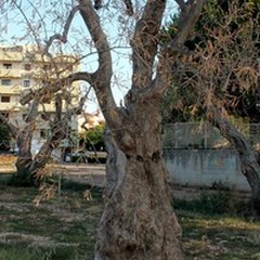 Taniche di acqua e zappe, Puliamo Terlizzi soccorre gli ulivi secolari