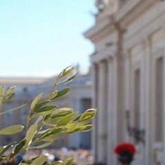 Ri-piantumazione dell’ulivo monumentale di piazza S. Pietro