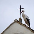 A Sovereto è arrivata la cicogna