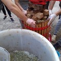 All'I.I.S.S. “Volta – De Gemmis“ è tempo di vendemmia