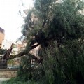 Maltempo, il vento spezza in due un albero in un condominio di via San Francesco