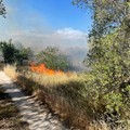 Incendio nei pressi della provinciale Terlizzi-Giovinazzo (foto)