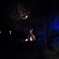 A Terlizzi bruciano 5 alberi d'ulivo in contrada la Padula