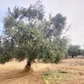 Raccolta delle olive: cresce il timore dei furti nelle campagne, l’appello della Copagri