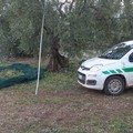 Olive, prezzi alle stelle: ladri in un uliveto a Terlizzi, recuperati 2 quintali