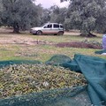Le olive ad alto prezzo alimentano i furti: un colpo sventato a Terlizzi