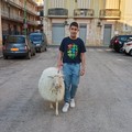 Il pastorello Gianni e la pecorella Pace si preparano per la festa patronale