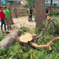 FdI: «Strage di alberi in viale Roma». Ed informa il Prefetto