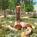 Taglio alberi a Terlizzi, la nota di Palazzo di Città