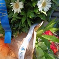 I fiori di Terlizzi per le 23 vittime della strage delle Ferrovie del Nord Barese