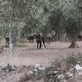 Branco di cinghiali avvistato sulla Terlizzi-Molfetta. LA FOTO