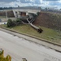 Cade albero vicino al mercato ortofrutticolo: sul posto i Vigili del Fuoco