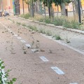 Erba infestante su marciapiedi e pista ciclabile: la denuncia di Barione