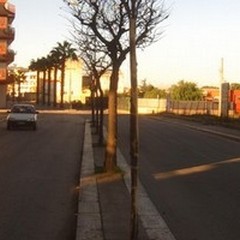 Nuovi alberi crescono: oltre 150 piante nelle strade di Terlizzi