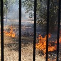 Vasto incendio in un terreno su via Diaz - LE FOTO