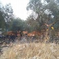 Incendio nei pressi del cimitero: in fiamme sterpaglie e alcuni ulivi