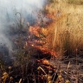 Rischio incendi boschivi, il Sindaco emette l’ordinanza di prevenzione