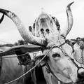 Gli scatti della Festa della Madonna di Sovereto alla mostra fotografica  "In spem peregrinantes "