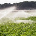 In campagna acqua troppo cara e irrigazione malfunzionte