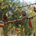 Furti di mandorle: l'allarme di Coldiretti Puglia