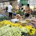 Mercato dei fiori: tanta scelta ma prezzi al rialzo. Ecco perché