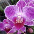 Orchidee, Coldiretti Puglia a sostegno dei produttori del Nord Barese per il caro bolletta